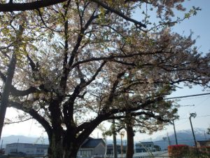 グラウンドの桜　葉桜に